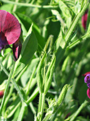 Load image into Gallery viewer, Snow Pea, &#39;Golden Sweet&#39;

