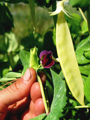 Load image into Gallery viewer, Snow Pea, &#39;Golden Sweet&#39;
