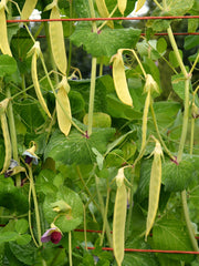 Load image into Gallery viewer, Snow Pea, &#39;Golden Sweet&#39;
