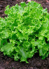 Lettuce, 'Goldrush'