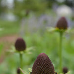 Load image into Gallery viewer, Rudbeckia, &#39;Green Wizard&#39;
