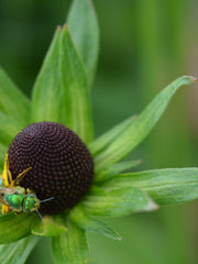 Load image into Gallery viewer, Rudbeckia, &#39;Green Wizard&#39;
