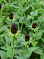 Load image into Gallery viewer, Rudbeckia, &#39;Green Wizard&#39;
