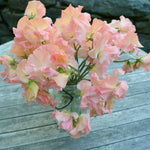 Load image into Gallery viewer, Sweet Pea, &#39;Heaven Scent&#39;
