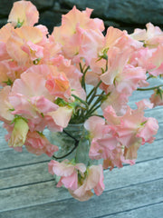 Load image into Gallery viewer, Sweet Pea, &#39;Heaven Scent&#39;
