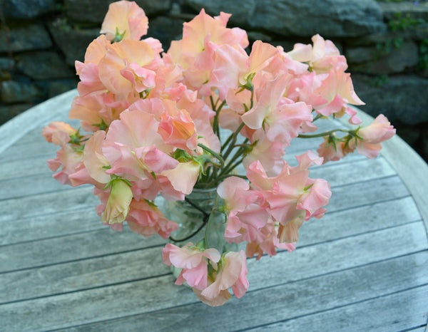 Sweet Pea, 'Heaven Scent'