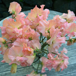 Load image into Gallery viewer, Sweet Pea, &#39;Heaven Scent&#39;
