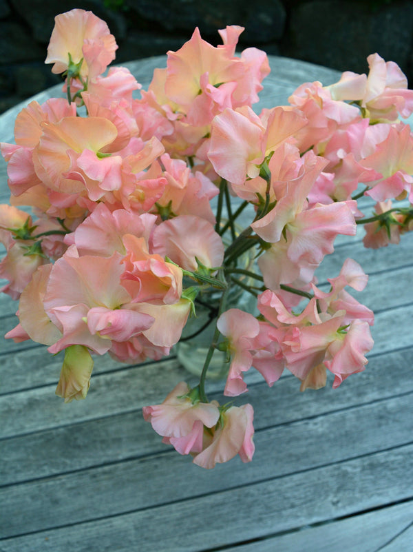 Sweet Pea, 'Heaven Scent'