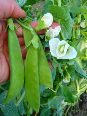 Snow Pea, 'Ho Lan Dow'