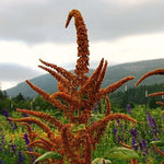 Load image into Gallery viewer, Amaranth, &#39;Hot Biscuits&#39;
