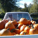 Load image into Gallery viewer, Pumpkin &#39;Howden&#39;
