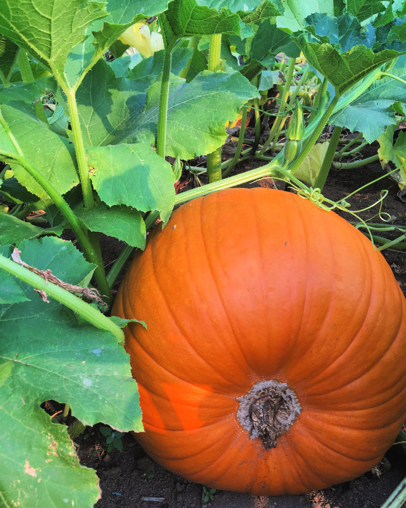 Pumpkin 'Howden' | Uprising Seeds