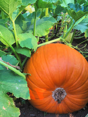 Load image into Gallery viewer, Pumpkin &#39;Howden&#39;
