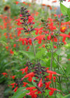 Salvia, 'Texas Hummingbird Sage'