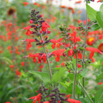 Load image into Gallery viewer, Salvia, &#39;Texas Hummingbird Sage&#39;
