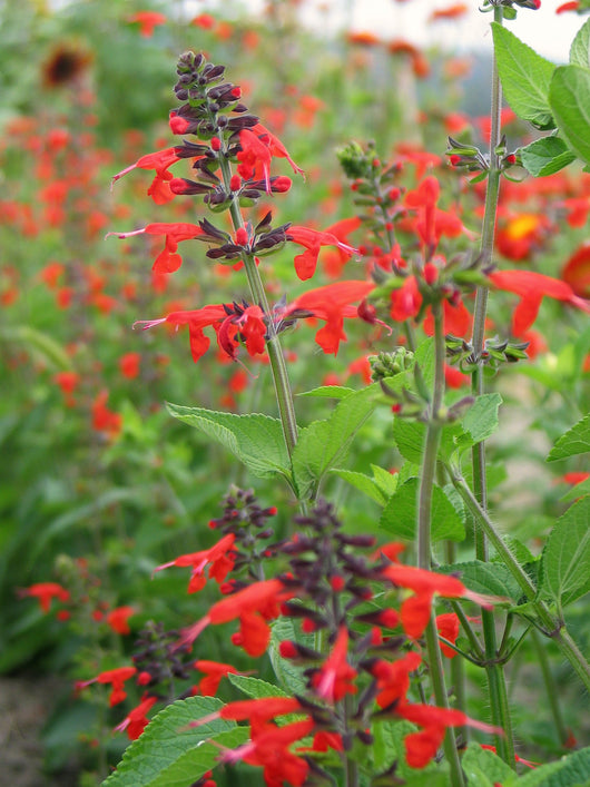 Salvia, 'Texas Hummingbird Sage'