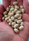 Bean, Bush Dry, 'Hutterite'