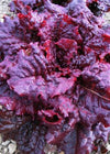 Lettuce, 'Hyper Red Rumpled Wave'