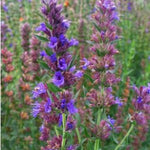 Load image into Gallery viewer, Hyssop
