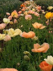 Load image into Gallery viewer, Poppy, Iceland, &#39;Pastel Meadows&#39;
