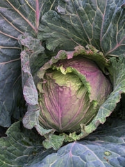 Load image into Gallery viewer, Cabbage, &#39;January King&#39;
