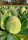 Cabbage, 'Dowinda'