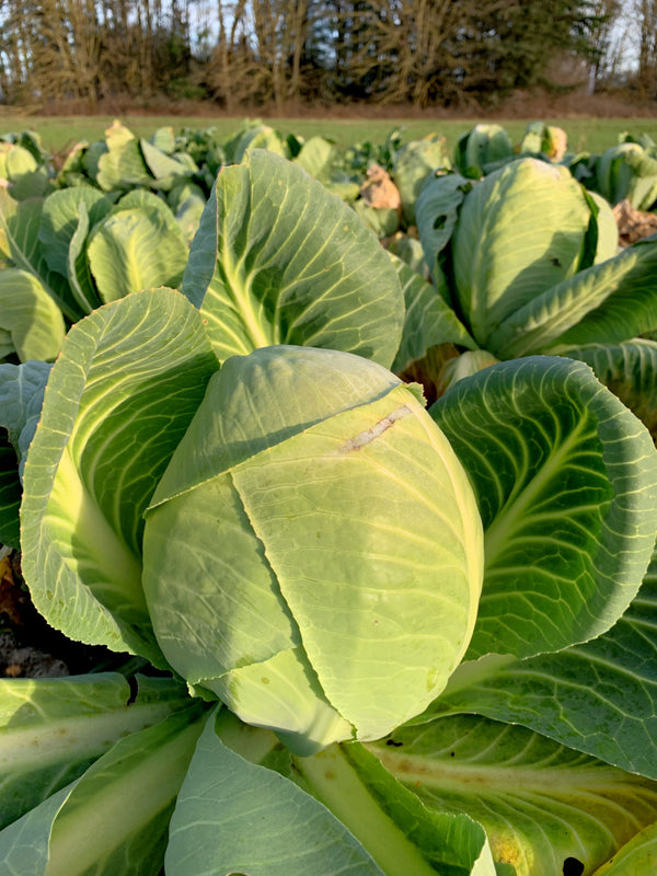 Cabbage, 'Dowinda'