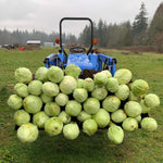 Load image into Gallery viewer, Cabbage, &#39;Dowinda&#39;
