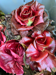 Load image into Gallery viewer, Radicchio, &#39;Rosa Isontina&#39;
