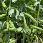 Load image into Gallery viewer, Fava, &#39;Karmazyn&#39;
