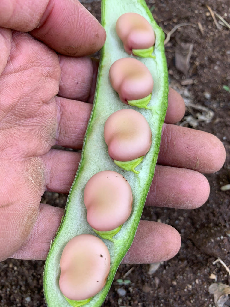 Fava, 'Karmazyn' | Uprising Seeds