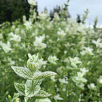 Load image into Gallery viewer, Salvia, &#39;White Swan&#39;
