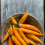 Load image into Gallery viewer, Hot Pepper, &#39;Criolla Sella&#39;
