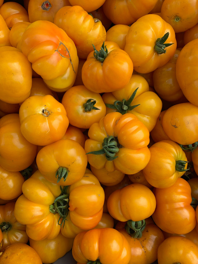 Tomato, 'afghan' 