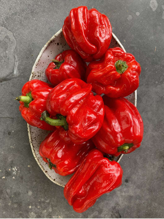 Sweet Pepper, 'Criolla di Cochina'