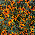 Load image into Gallery viewer, Rudbeckia, &#39;Prairie Glow&#39;
