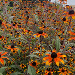 Load image into Gallery viewer, Rudbeckia, &#39;Prairie Glow&#39;
