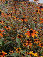 Load image into Gallery viewer, Rudbeckia, &#39;Prairie Glow&#39;
