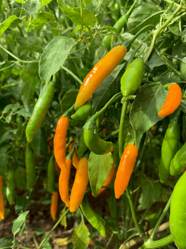 Hot Pepper, 'Criolla Sella' | Uprising Seeds