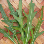 Load image into Gallery viewer, Arugula, &#39;Rucola&#39;
