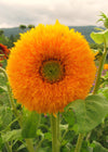 Sunflower, 'Giant Sungold'