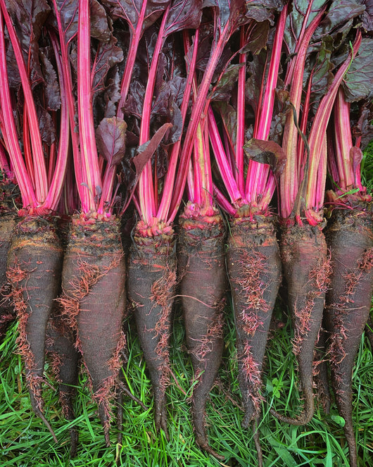 Beet, 'Crapaudine'