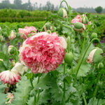 Load image into Gallery viewer, Poppy, Peony, &#39;Flemish Antique&#39;
