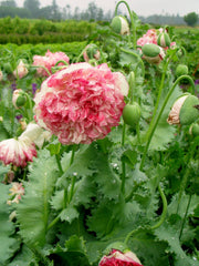 Load image into Gallery viewer, Poppy, Peony, &#39;Flemish Antique&#39;
