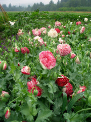 Load image into Gallery viewer, Poppy, Peony, &#39;Flemish Antique&#39;
