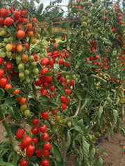 Load image into Gallery viewer, Tomato, &#39;Gardener&#39;s Sweetheart&#39;
