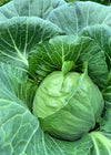 Cabbage, 'Columbia'