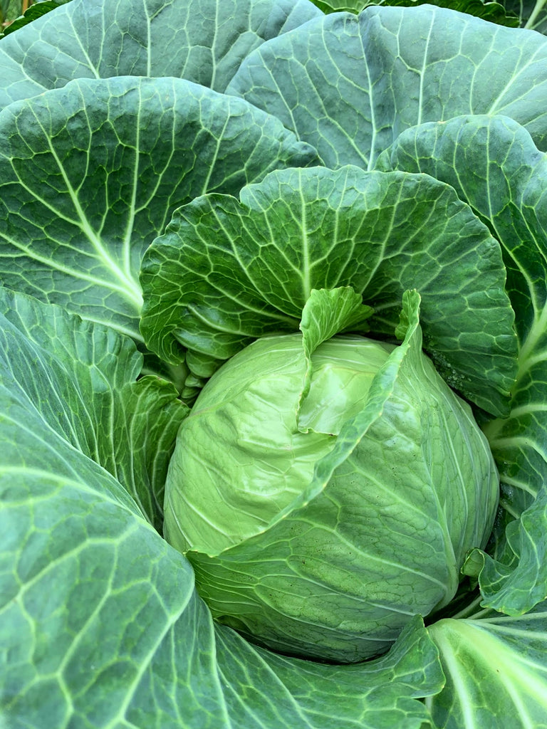 Cabbage, 'Columbia' | Uprising Seeds
