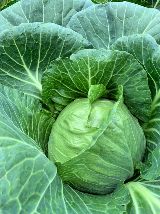 Cabbage, 'Columbia'