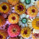 Load image into Gallery viewer, Zinnia, &#39;Zinderella Peach&#39;
